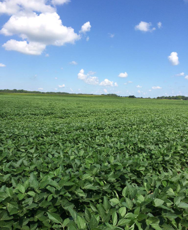 Soybean seed production field