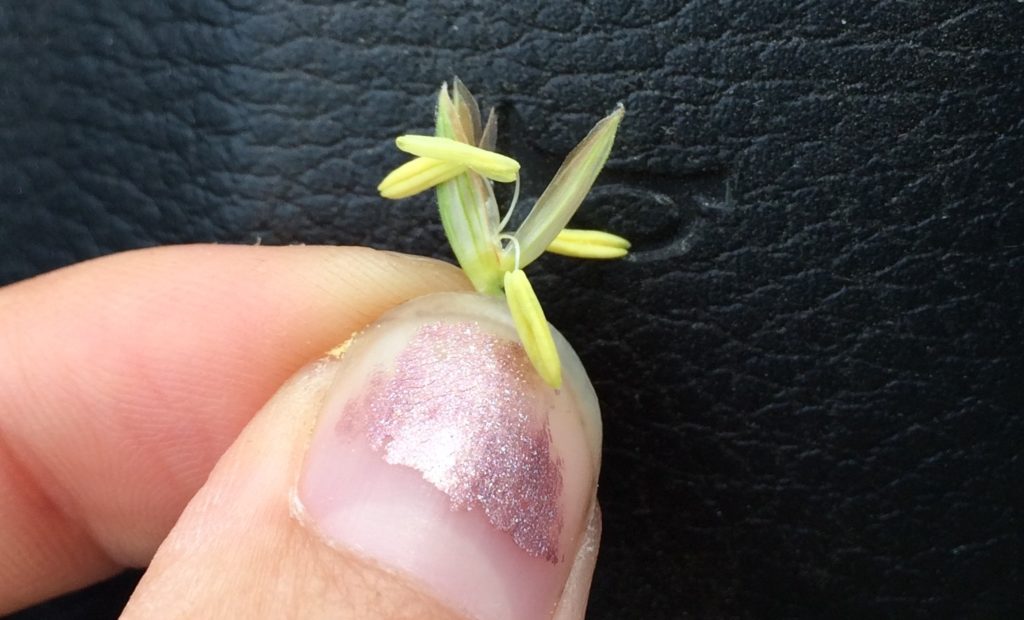Floret and anthers from corn tassel