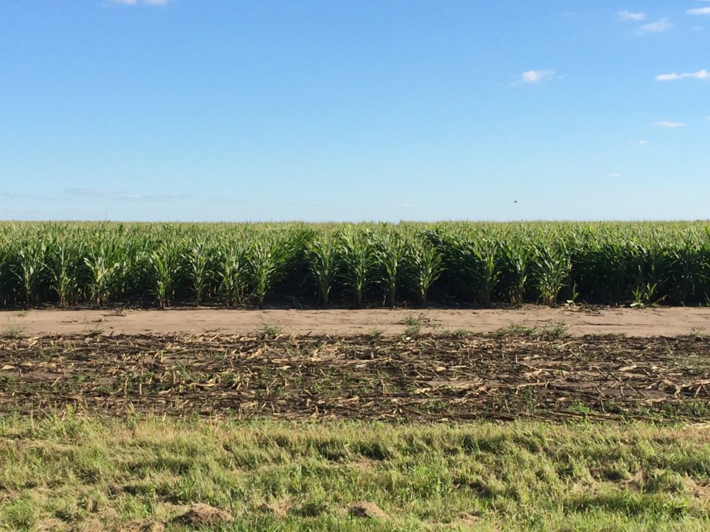 Males in the rows and barriers have been flattened