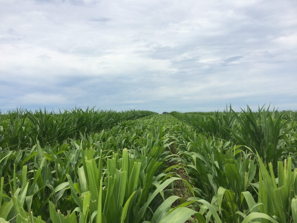 Male and female corn rows