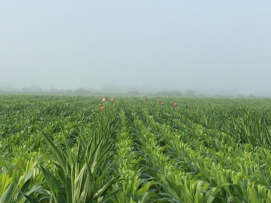 Into the corn, people hand-pull remaining tassels