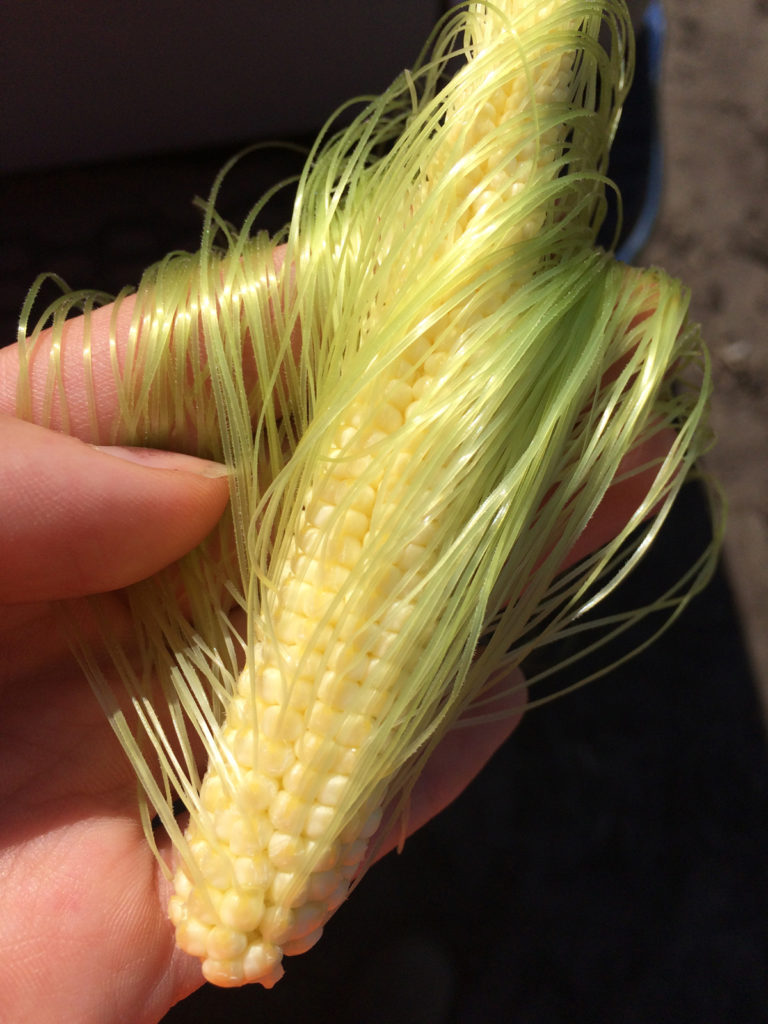 Ear with silk, female reproductive flower