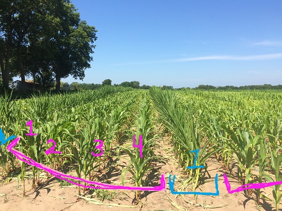 Four female rows and one male row alternating across the field