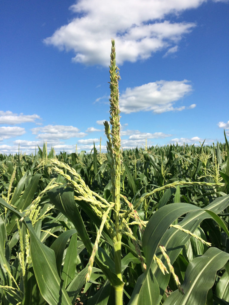 Tassel, male reproductive flower